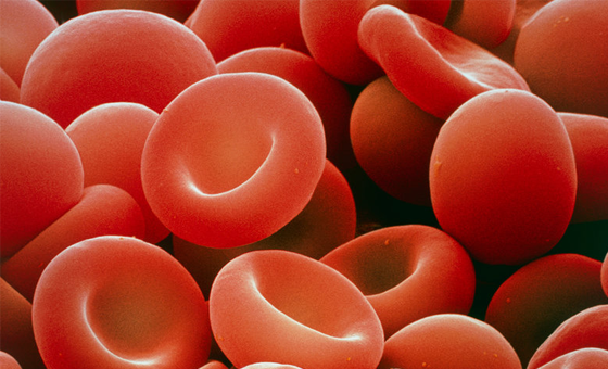 Illustration of red blood cells