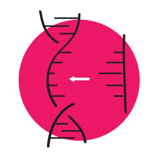 handdrawn illustration of DNA insertion